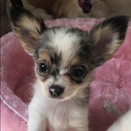 Chihuahuas from Teacals Chihuahuas