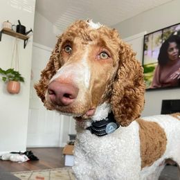 Arlo - Poodle