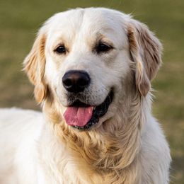 Zimmy - Golden Retriever