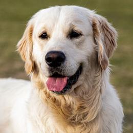 Zimmy - Golden Retriever
