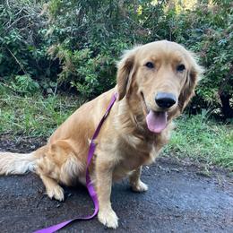 ADULT DOG - Remi - Golden female Golden Retriever puppy in Spanaway, Washington from 11 Oaks Kennels