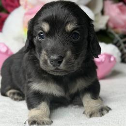 Gabrielle black and cream (No breeding homes) - Black and cream female Dachshund puppy in Fayetteville, North Carolina from RRD
