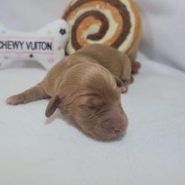 Teddy - Cream male Dachshund puppy in Pinson, Alabama from Sweet Honey Bunn Hounds