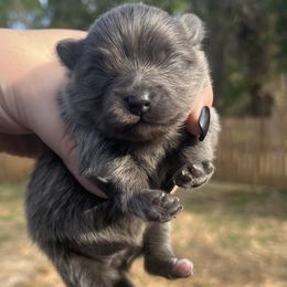Girl 1 - Blue female Pomeranian puppy in Plantersville, Texas from Endure Farm Inc