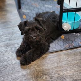 Teal collar girl - Black female Miniature Schnauzer puppy in Trinity, Alabama from C&E'S Schnauzers
