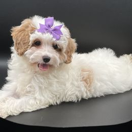 Candy - Parti female Goldendoodle puppy in Millersburg, Ohio from Ohio Puppy Paws