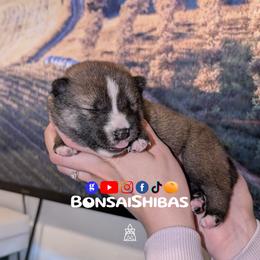 Yazu - Red male Shiba Inu puppy in Minnesota from BonsaiShibas