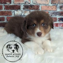 Cinnamon - Red tri-color Australian Shepherd puppy in Fultonville, New York from Sandy Aussies & Pomeranians