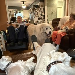 Miniature Schnauzer Puppies from Smilee Schnauzers