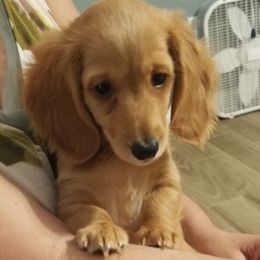 Dachshund Puppies from Crowned Doxies