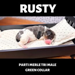 Bernedoodle Puppies from Teddy Bear Bernedoodles