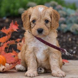 Cameron - Red male Cavapoo puppy in Gap, Pennsylvania from Country View Puppies ( License 18816)