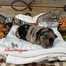 Charmayne James - Blue merle female Miniature Australian Shepherd puppy in El Dorado Springs, Missouri from OR Aussies