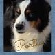 Portia