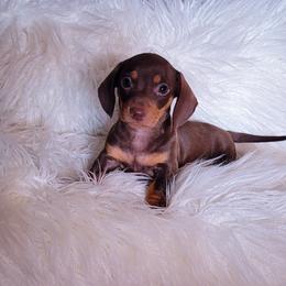 Dachshund and Great Dane Puppies from AZ's Prestigious Minature Dachshunds