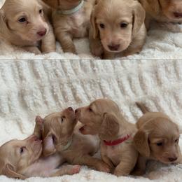 Dachshund puppies from Golden Ray Dachshunds