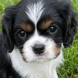 Cavalier King Charles Spaniels from Pam Comes
