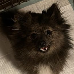 Kevlar - Pomeranian