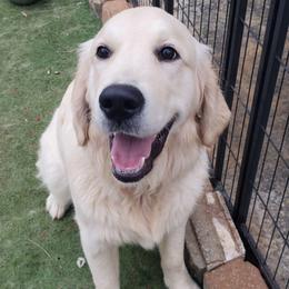 Grey - Golden female Golden Retriever puppy in Madison, Alabama from The Golden Court