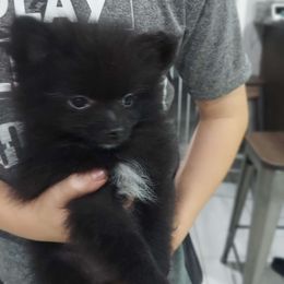 Inka - Black Pomeranian puppy in Newark, Texas from Uniting Families Pomeranians