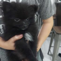 Inka - Black Pomeranian puppy in Newark, Texas from Uniting Families Pomeranians
