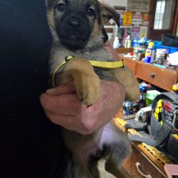 Girl 3 - Black and tan female German Shepherd puppy in Oconomowoc, Wisconsin from Vom Haus Borchardt GSD Kennels