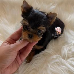 Marvin - Black and tan male Yorkshire Terrier puppy in Riverside, California from Heaven_sent_toy_yorkies