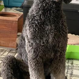 Poodle All Grown Up from Fluffy Poodles