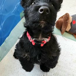 Scottish Terrier Puppies from Nicole's Scottish Terriers