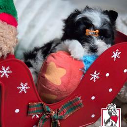 Jinu - Parti male Yorkshire Terrier puppy in California from Corazon de gigante