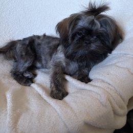 Uma - Brindle female Shih Tzu puppy in Las Vegas, Nevada from Vegas Shih Tzus