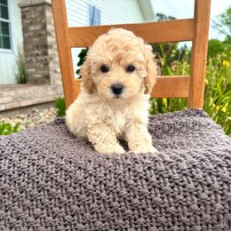 Rosie - female Cavapoochon puppy in Burlington, Iowa from Pleasant Home Puppies