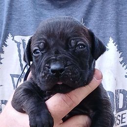 Blue boy - Boerboel puppy from Flanders Kennels LLC
