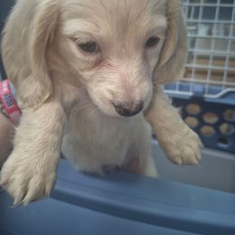 Ckc cream girl - Cream female Dachshund puppy in Madisonville, Tennessee from LaRose Farm & Kennels