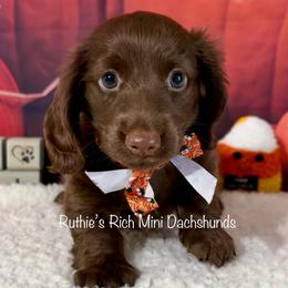 Hunter - Chocolate male Dachshund puppy in Lakeland, Florida from Ruthie’s Rich Mini Dachshunds