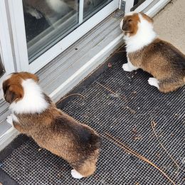 Pembroke Welsh Corgi Puppies from Surfside Corgis South Carolina