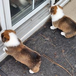 Pembroke Welsh Corgi Puppies from Surfside Corgis South Carolina