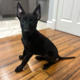 Dark Blue Collar - Black male Belgian Malinois puppy in Muskegon, Michigan from Red Acres Working Line K9s