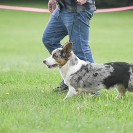 Arthur - Cardigan Welsh Corgi