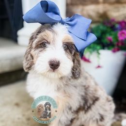 Abby - Merle female Bernedoodle puppy in Marion, Ohio from Doodles & Doxies