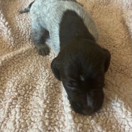 Wirehaired Pointing Griffon Puppies from Hall's TX Griffons