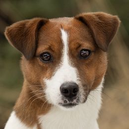 Russell Terrier All Grown Up from Geisler Russell Terriers & Miniature Dachshunds