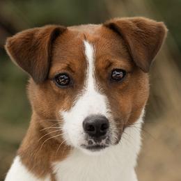 Russell Terrier All Grown Up from Geisler Russell Terriers & Miniature Dachshunds