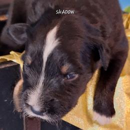 SHADOW-btm - Black tri-color male Australian Shepherd puppy in Salem, Arkansas from Patchwork Kennels