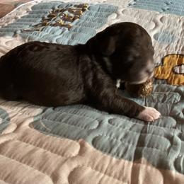 Ember - Brown female Lagotto Romagnolo puppy in Westlake, Oregon from Premier Truffles