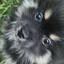 Pomeranians from Raja & Emri’s Adventures