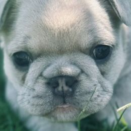 French Bulldogs from VD-FO Frenchies