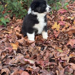 Australian Shepherd Puppies from Drummond Aussies