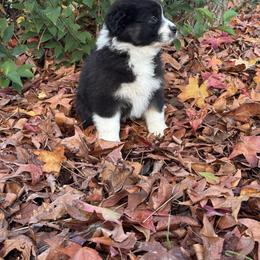 Australian Shepherd Puppies from Drummond Aussies