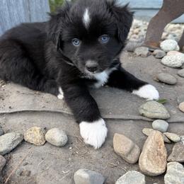 Oreo - Black & white female Miniature American Shepherd puppy in Enumclaw, Washington from Mount Peak Mini American Shepherds
